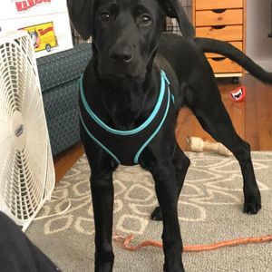 Meet your Posher, Nick